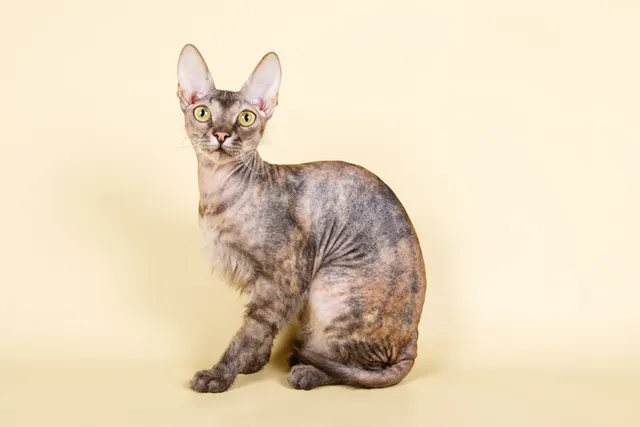 Ukrainian Levkoy Cat Breed: Info, Pictures, Care & More