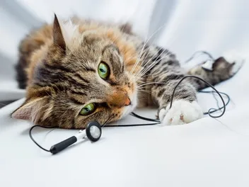 13 Best Cat Podcasts in 2026: Reviews & Top Picks