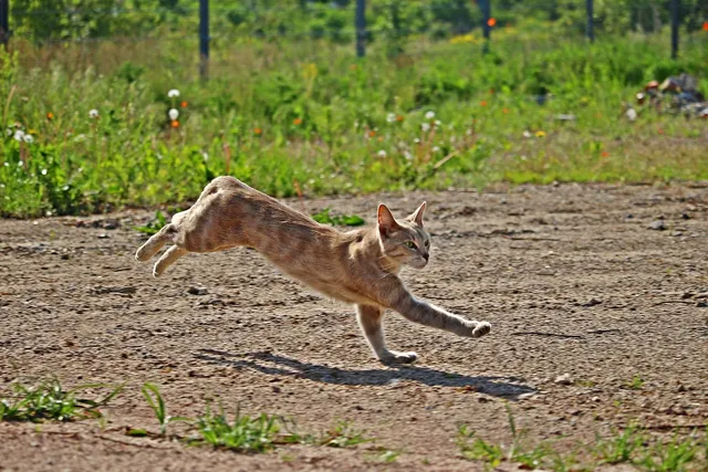 Do Cats Always Land on Their Feet? Vet-Approved Science & Info