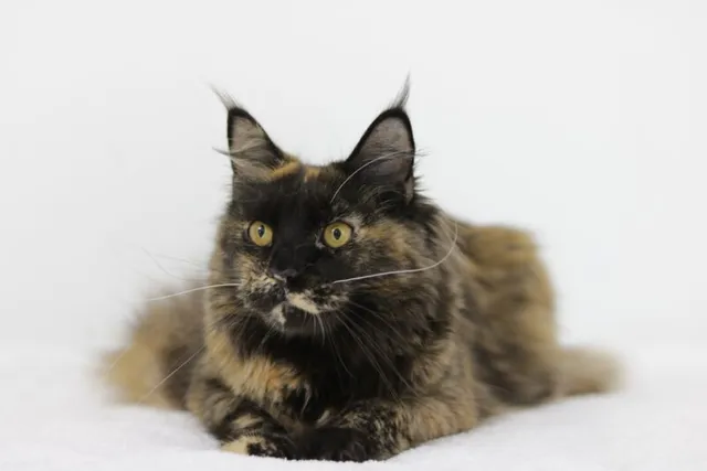 Tortie Maine Coon Cat: Info, Pictures, Facts & History