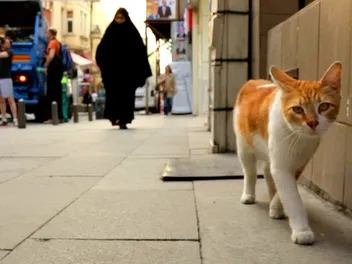 "Kedi" Is a Gorgeously Vexing View of Istanbul's Street Cats