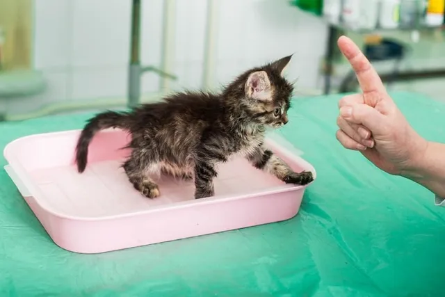 How to Potty Train a Kitten: Vet-Approved Tips & Tricks