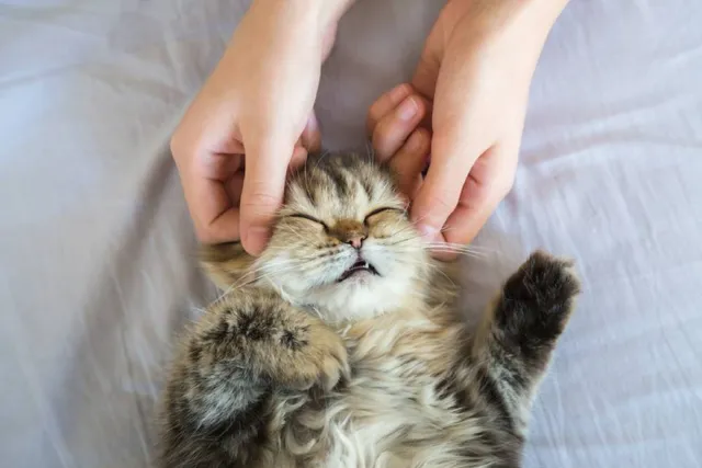 How to Massage a Cat With Arthritis: 4 Vet Approved Techniques & Tips