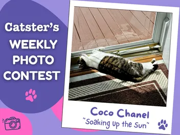 Catster’s Weekly Photo Contest Winners: Soaking Up the Sun (May 11, 2026)