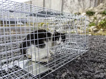 Can I Legally Trap Cats on My Property? Facts & FAQ