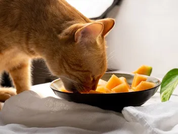 Vitamin C for Cats: 5 Vet-Approved Food Sources