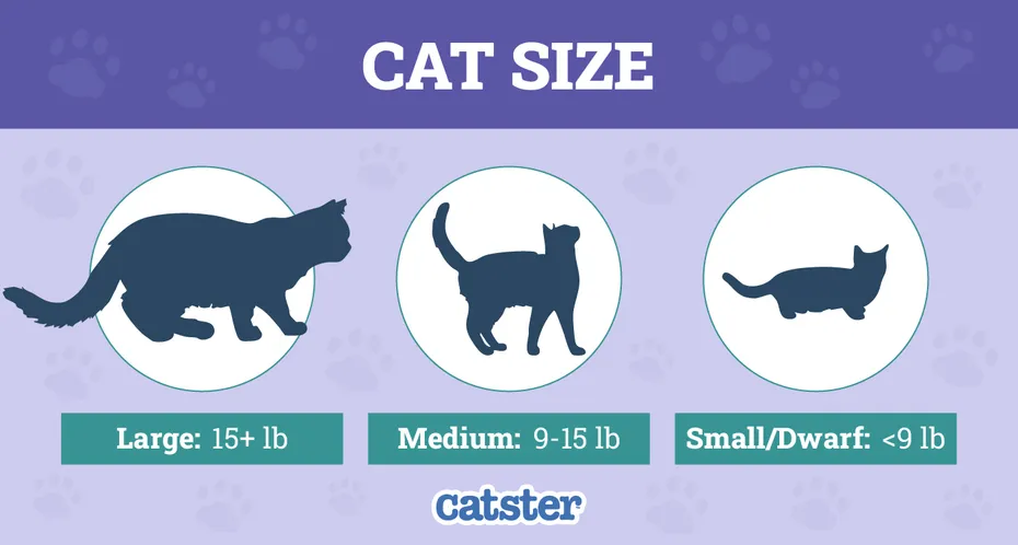Comparison of cat sizes