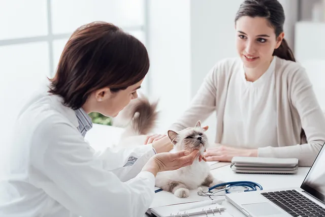 When to Euthanize a Cat With Liver Failure: Vet-Reviewed Advice