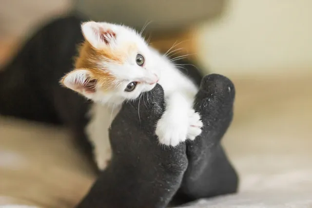 How to Get Your Kitten to Stop Biting: 6 Useful Tips