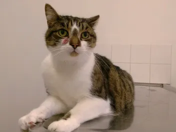 Basal Cell Tumors in Cats: Signs, Causes, Diagnosis & Care (Vet Answer)