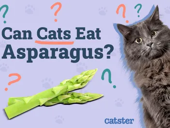 Can Cats Eat Asparagus? Vet-Reviewed Nutrition and Safety Explained