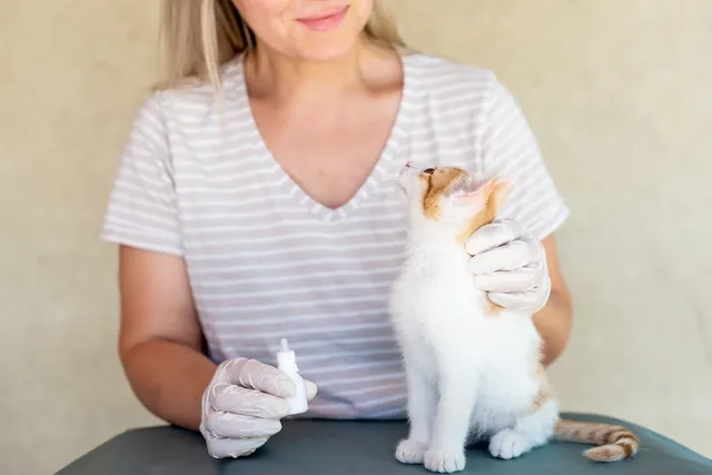 Can I Use Human Eye Drops on Cats? Vet-Verified Facts and Precautions