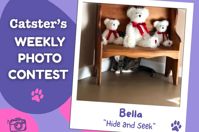 Catster’s Weekly Photo Contest Winners: Hide and Seek (April 30, 2026)