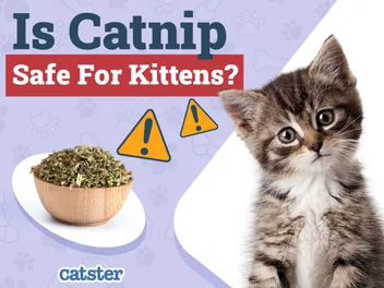 Is Catnip Safe for Kittens? Vet-Reviewed Facts & FAQ