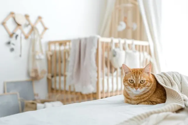 9 Ways to Keep Cats out of a Crib: Easy & Humane