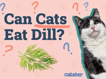 Can Cats Eat Dill? Vet-Reviewed Facts & FAQ