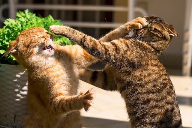 How to Safely Break up a Cat Fight: 6 Vet-Approved Tips