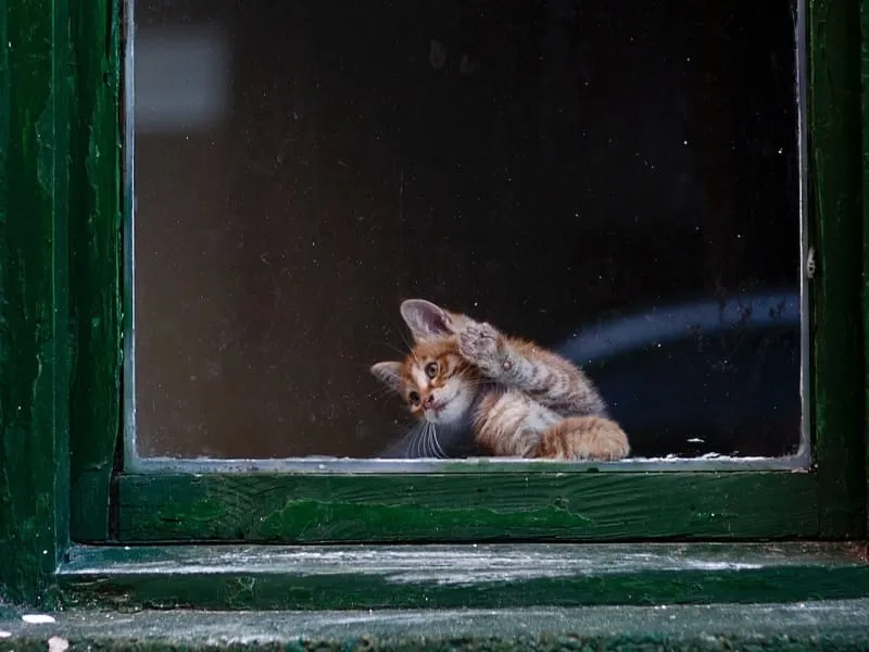 Ginger kitten pawing at the window
