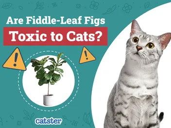 Are Fiddle-Leaf Figs Toxic to Cats? Vet-Reviewed Houseplants Examined