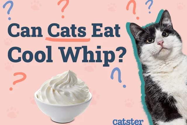 Can Cats Eat Cool Whip? Vet-Approved Nutritional Facts & Safety Tips