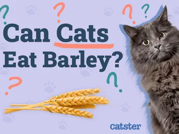 Can Cats Eat Barley? Vet-Approved Facts & FAQ