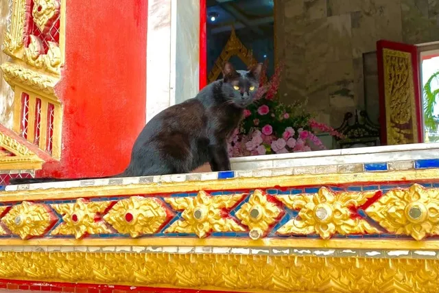 Meditation and Cats: A Reflection