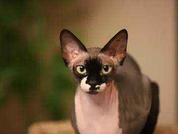 How to Care for Hairless Cats: Vet-Approved Tips & Guide