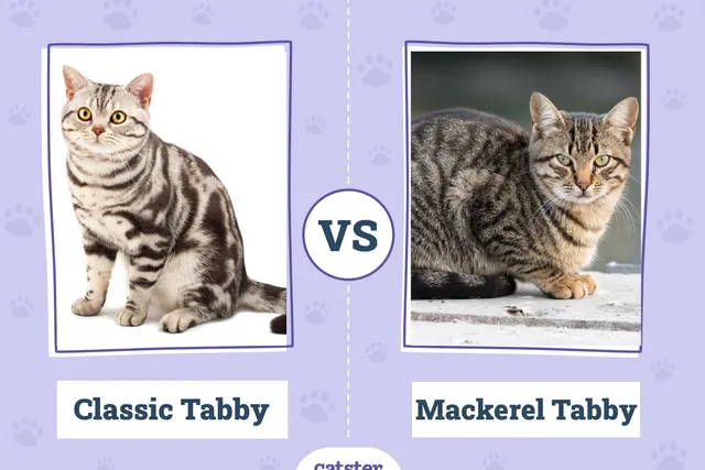 Classic vs Mackerel Tabby: Key Differences (With Pictures)