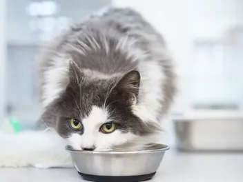 9 Best Stainless Steel Cat Bowls in 2026 - Reviews & Top Picks