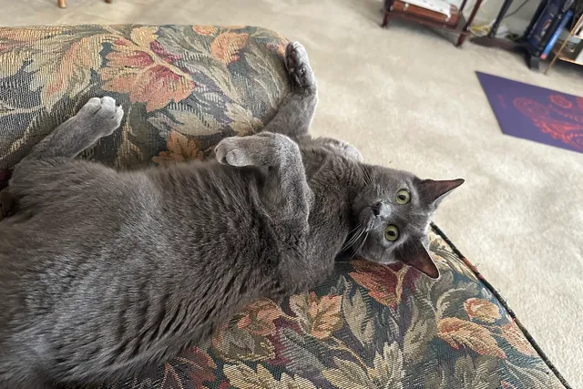 Are Cats Manipulative? Olga’s Manipulation Skills