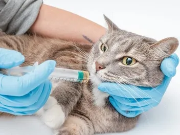Tube Feeding for Cats: Success, Safety, & When to Do It (Vet-Verified)