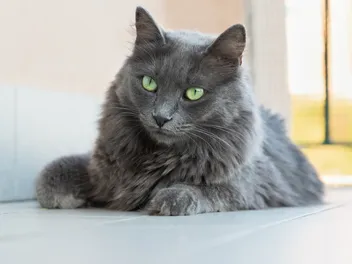 10 Blue Cat Breeds: An Overview (With Vet-Verified Info & Pictures)