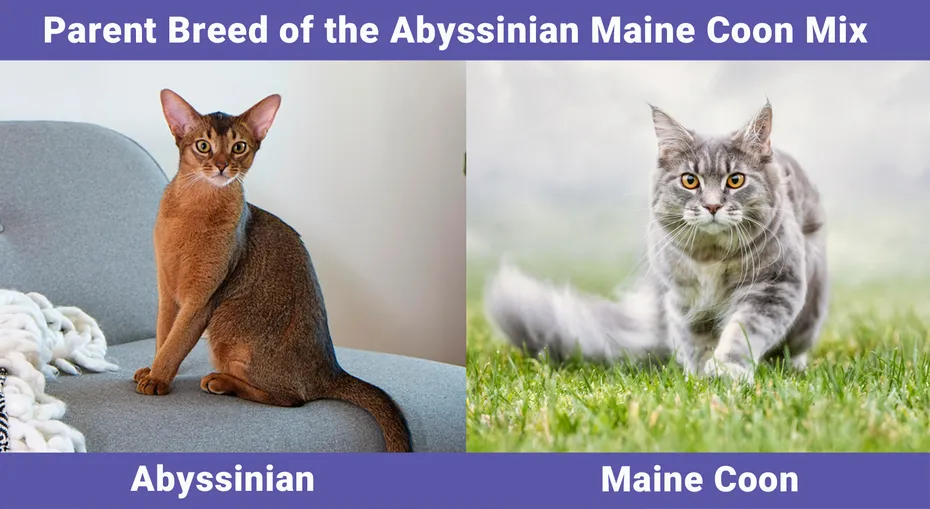 Parent Breed of the Abyssinian Maine Coon Mix