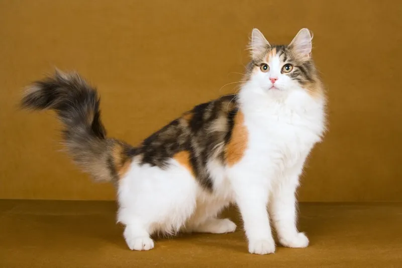 calico norwegian forest cat in the studio