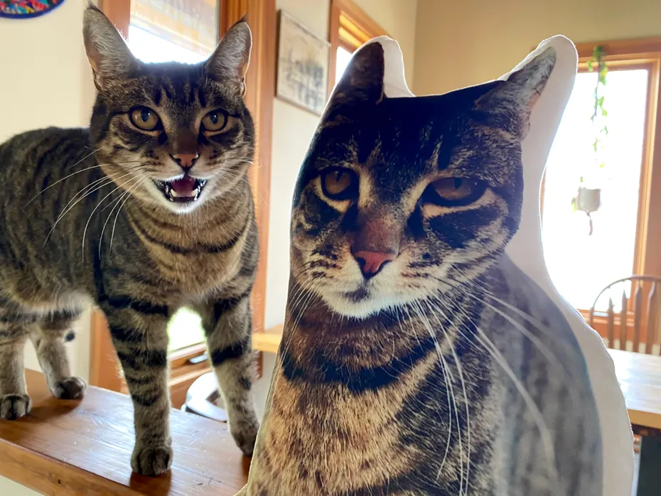 All About Vibe Custom Cat Pillow - mojave standing next to the product