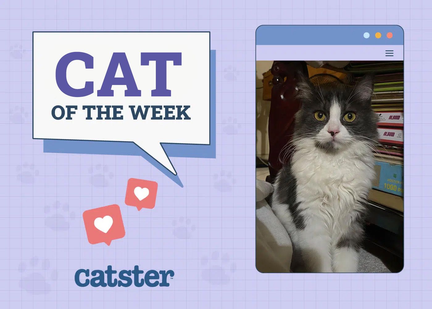 Cat of the week Nov 1