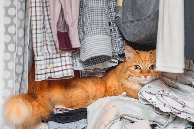 Why Does My Cat Hide and Sleep in the Closet? 9 Vet-Reviewed Reasons & Tips