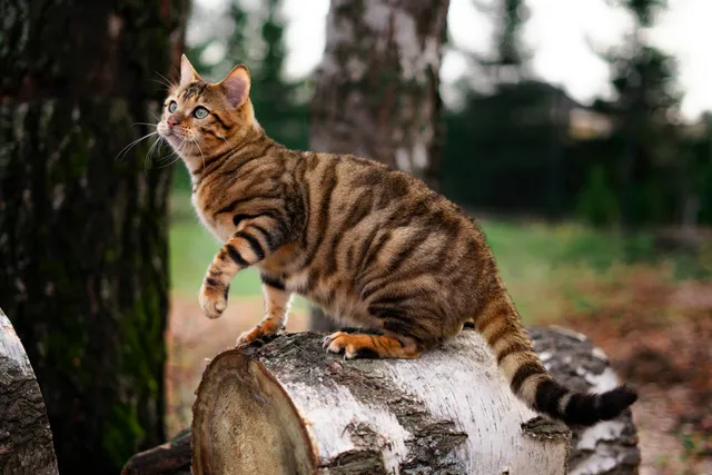 Toyger Cat Breed Info: Pictures, Traits & Facts
