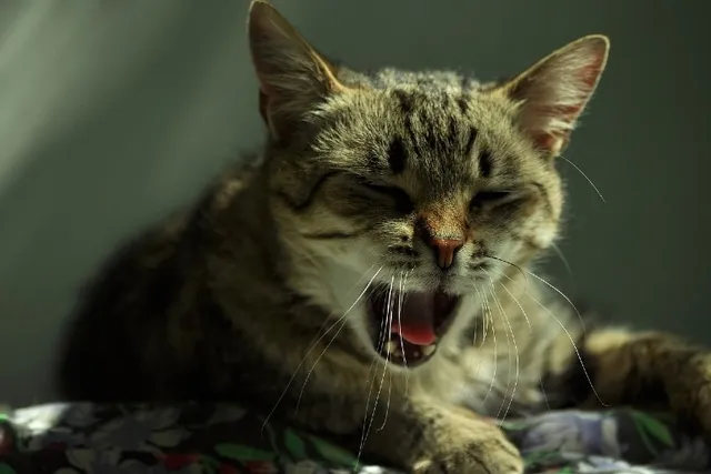My Cat Coughs After Drinking Water, What Should I Do? Our Vet Answers