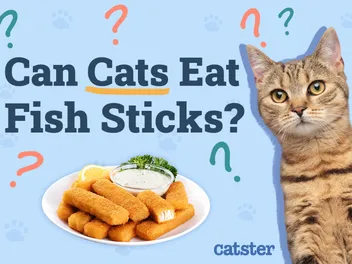 Can Cats Eat Fish Sticks? Vet-Approved Nutritional Science & Info