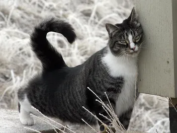 Why Do Cats Rub Their Face on Things? 6 Vet-Verified Reasons