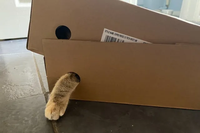It’s Hip to Be Square: A Brief Look at Cats & Boxes of All Kinds