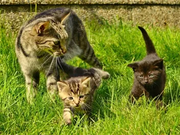 How Often Will a Feral Cat Move Her Kittens? Vet Approved Facts & FAQ