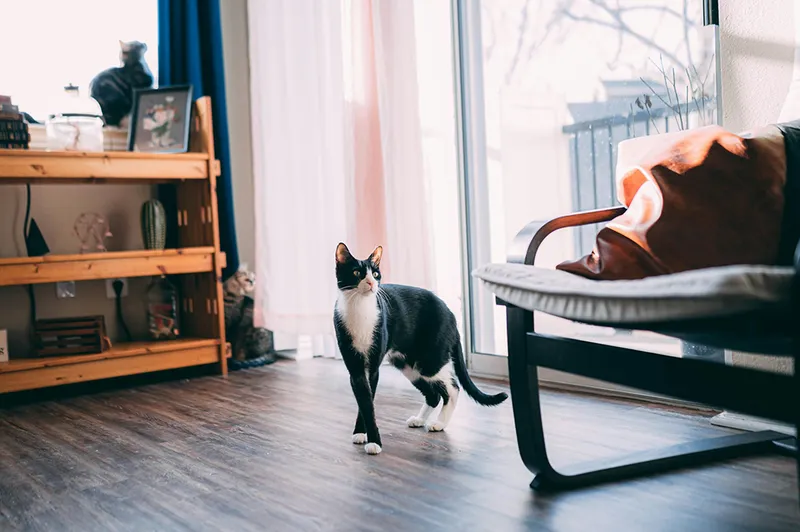tuxedo cat inside the house