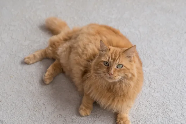 Cymric Cat Breed Info: Pictures, Traits & Facts
