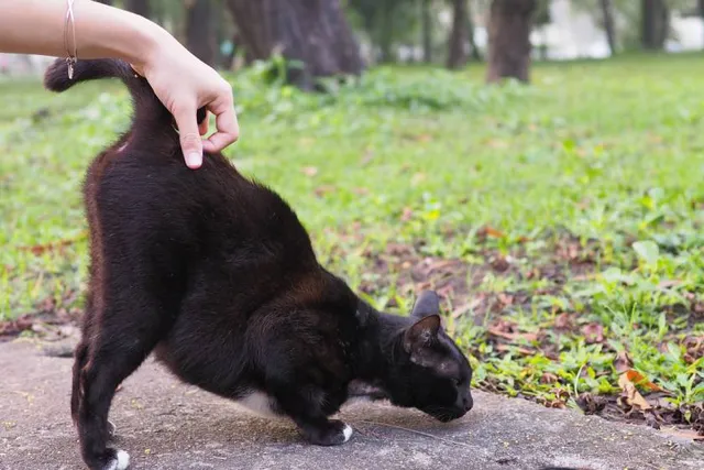 Why Do Cats Show You Their Butt? 6 Vet-Reviewed Reasons