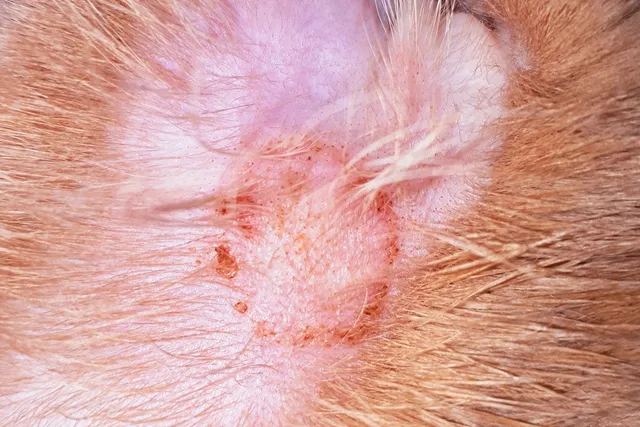 What Does Ringworm Look Like on a Cat? Vet Approved w/ Pictures