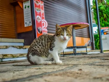 14 Signs a Stray Cat Likes or Dislikes You (Vet-Reviewed)
