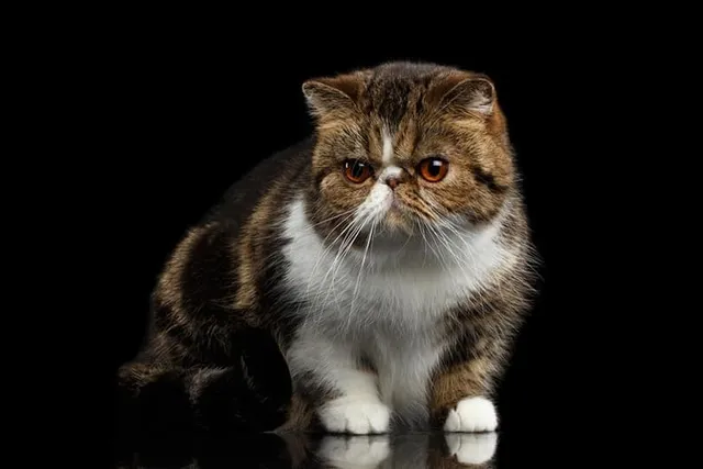 7 Shorthair Cat Colors for British, Exotic & Oriental Breeds (Vet-Reviewed Info & Pictures)