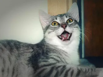 Why Do Cats Act Weird When Scratching the Base of Their Tail? 10 Vet-Reviewed Reasons
